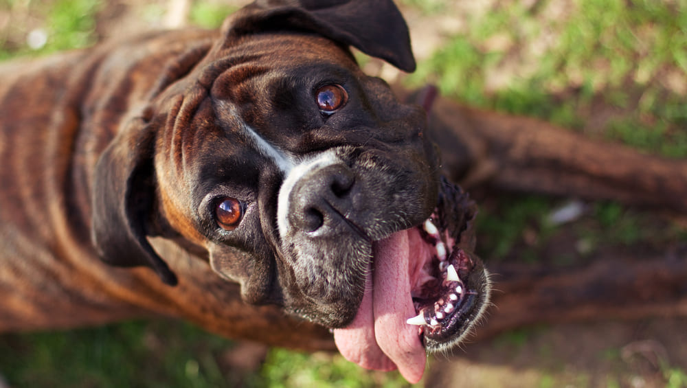 Почему собака часто дышит высунув язык не в жару?